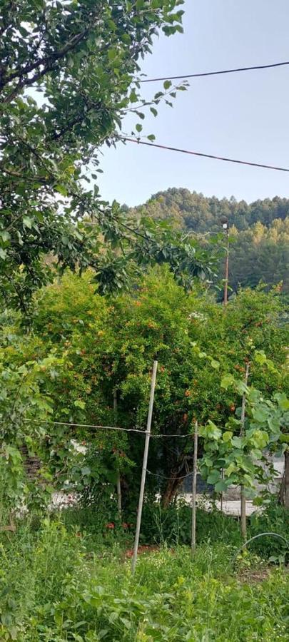 Apartament Teuta *